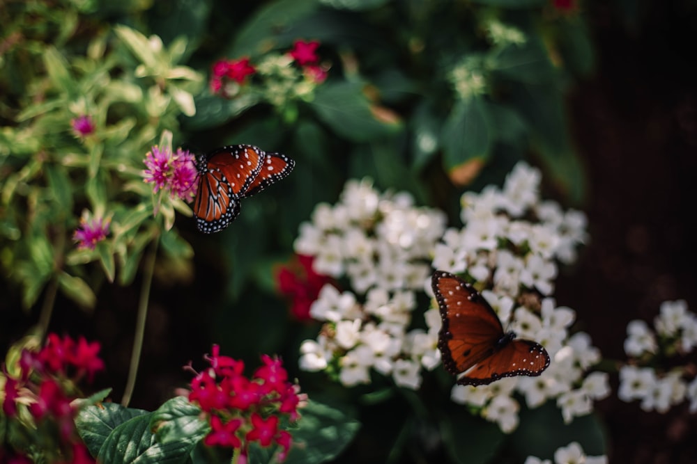 a butterfly on a flower