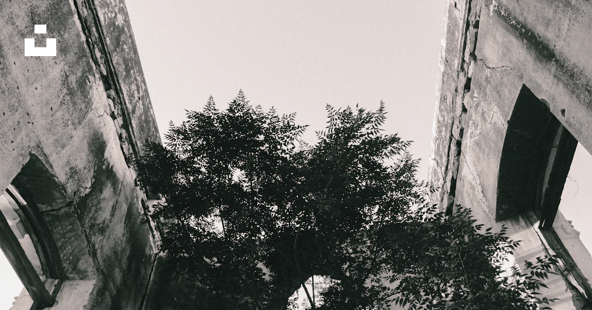 A tree next to a building photo – Free Ventana - rota Image on Unsplash