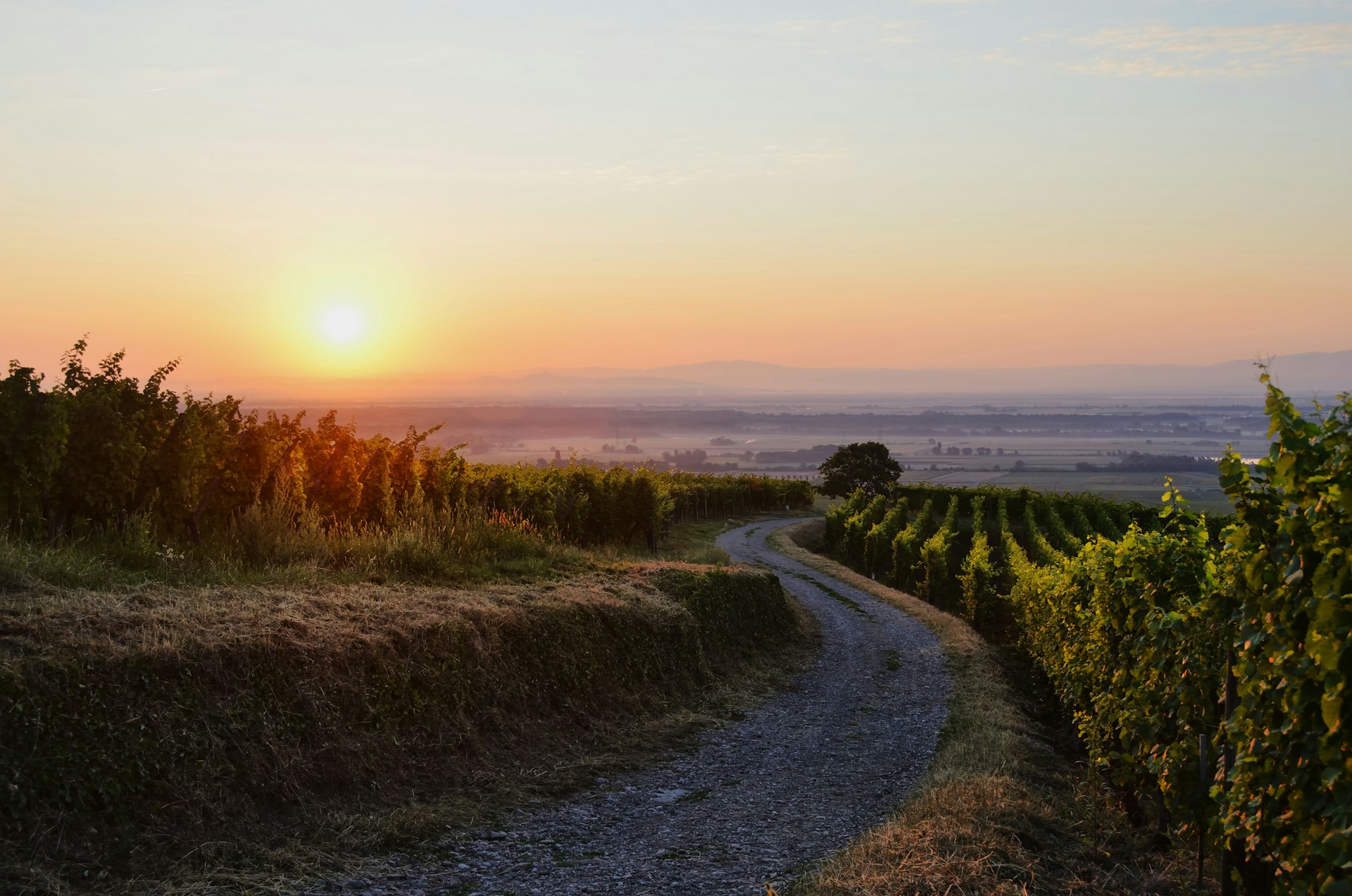 a dirt road with trees and grass on either side of it