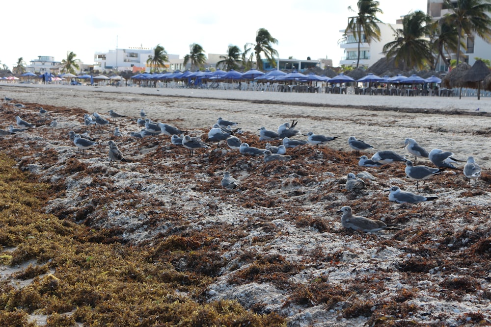 a large group of birds on a beach