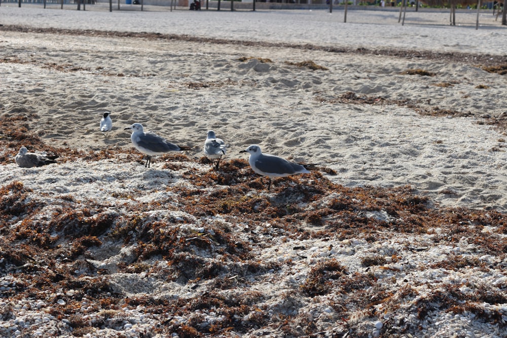 a group of birds on a beach