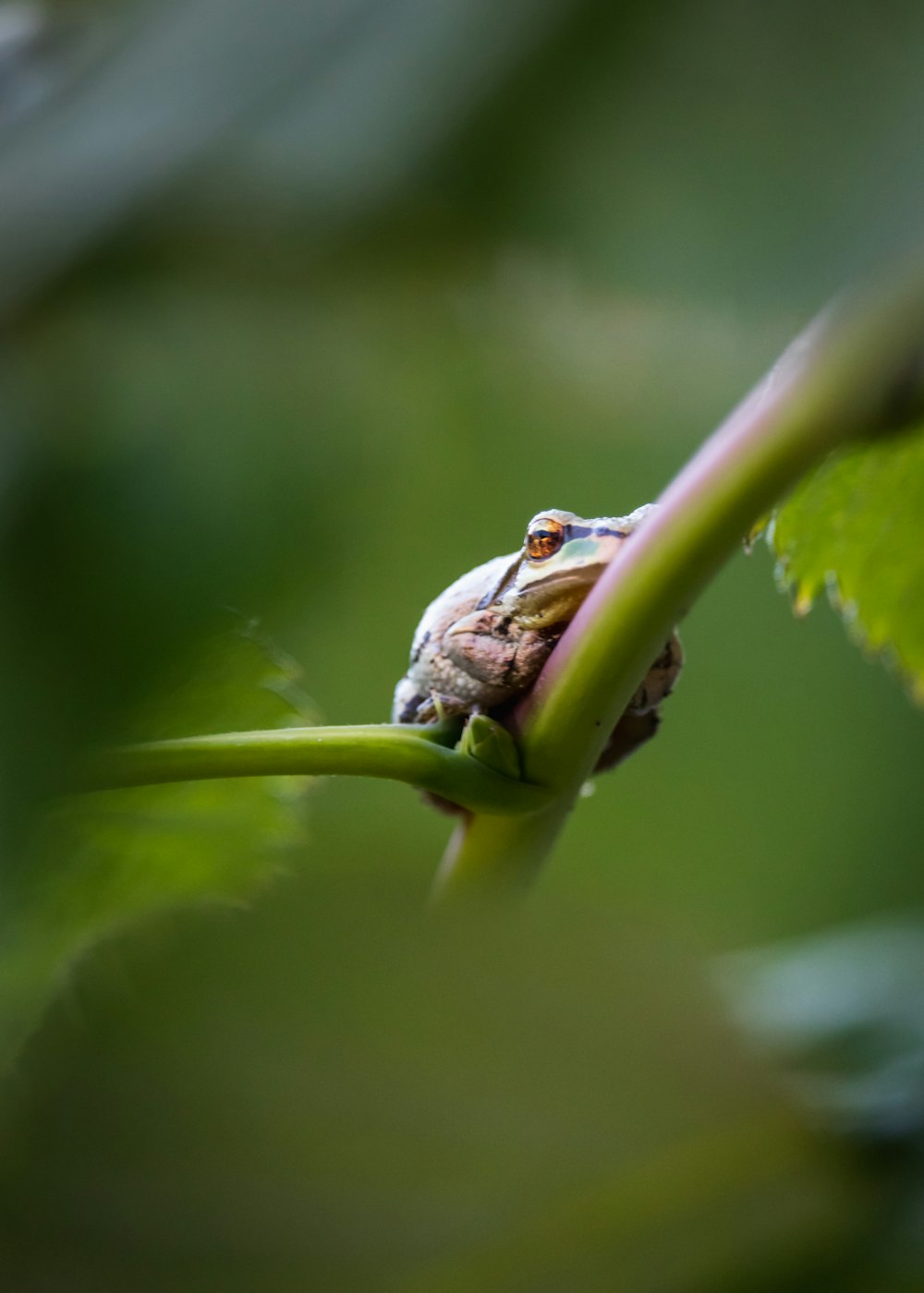 a frog on a leaf