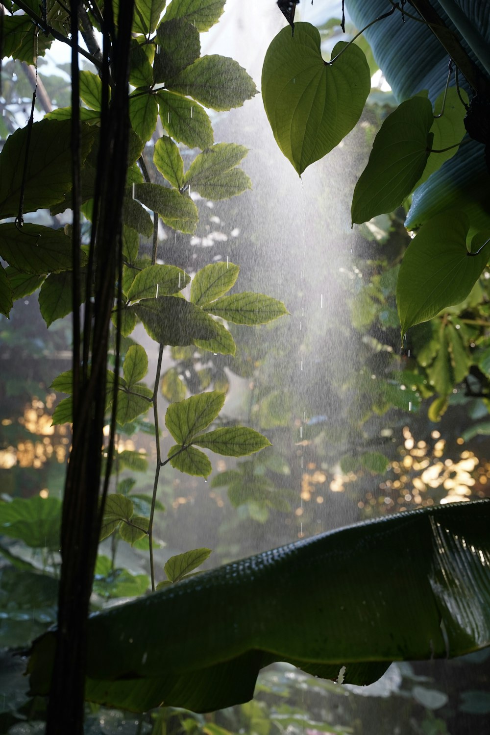 a waterfall with green leaves