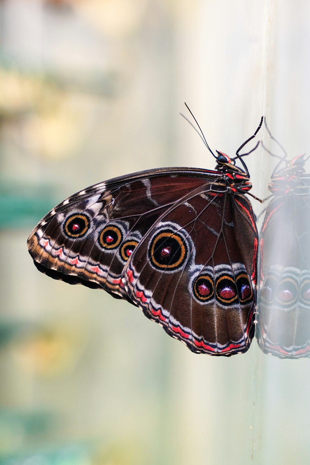 a butterfly on a glass