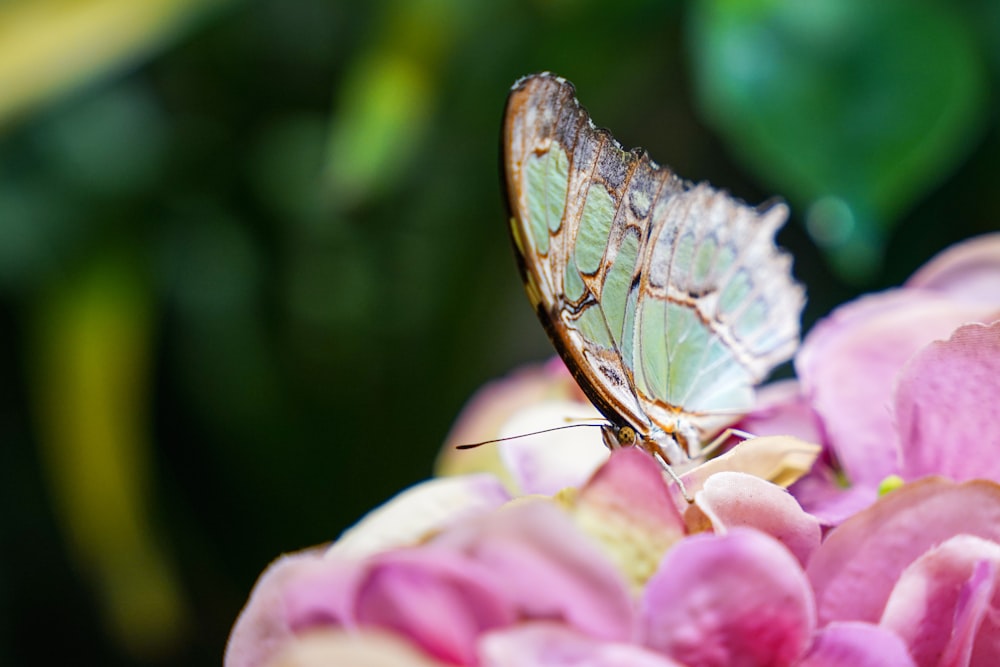 una farfalla su un fiore