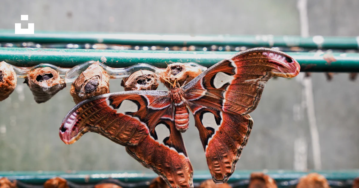 Insects In Glass A group of insects on a glass surface photo – Free Solna Image on Unsplash