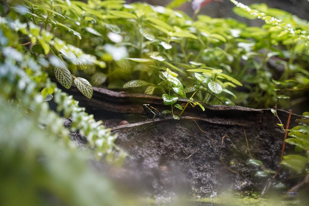 a group of ants on a log