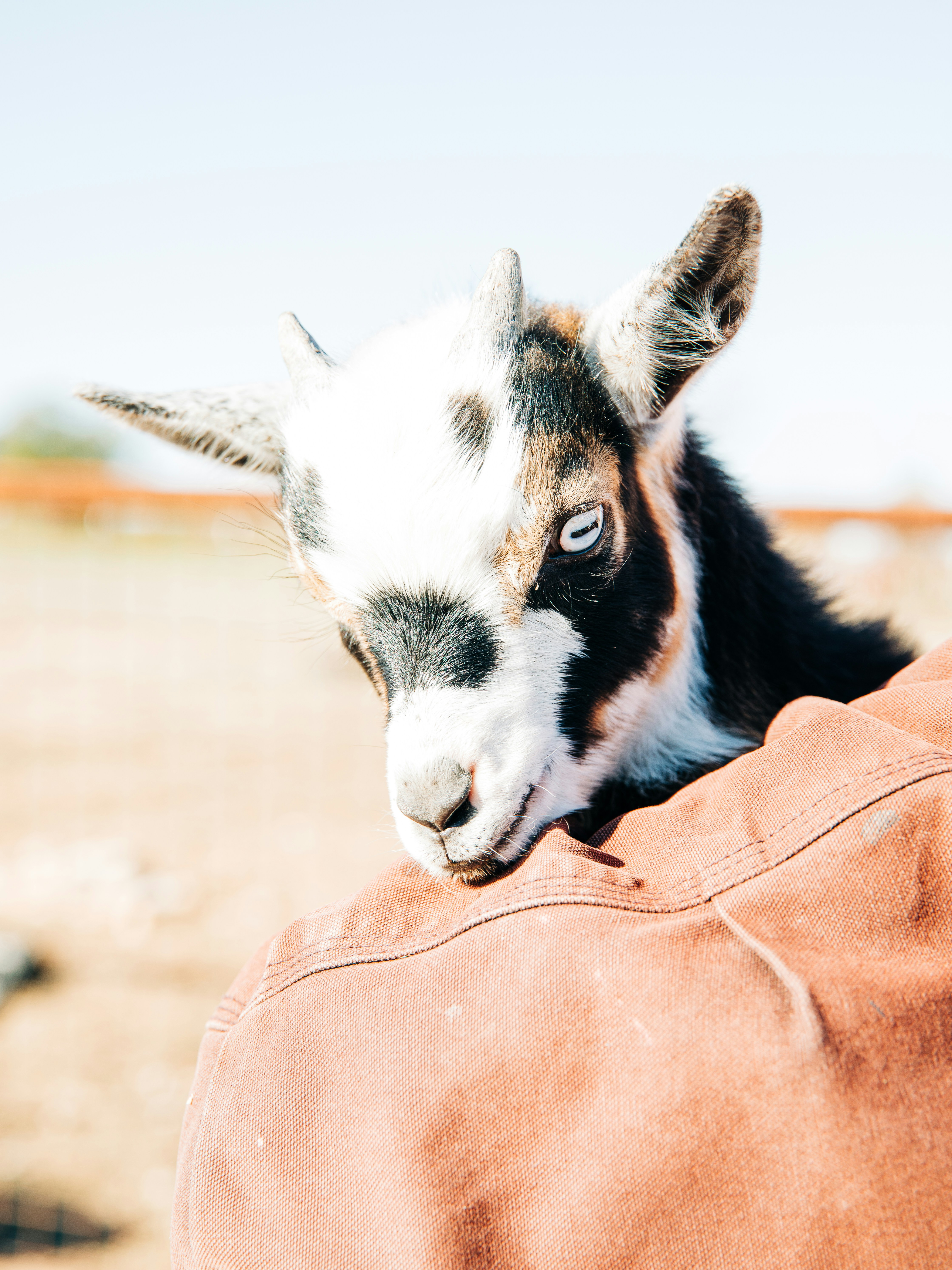 Un gatto sdraiato su una coperta