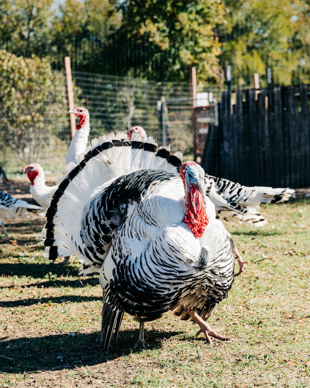 a group of chickens in a fenced in area