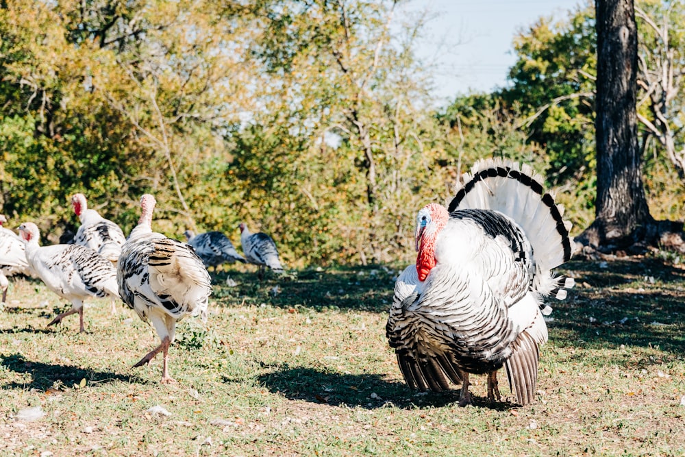 a group of chickens walking on a dirt path