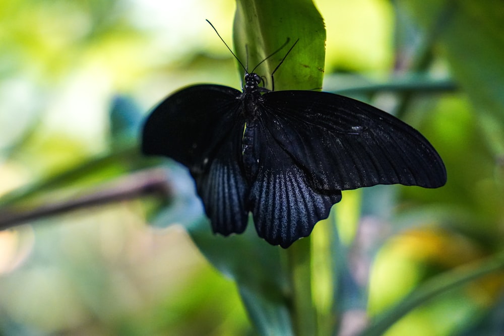 Un papillon noir sur une feuille