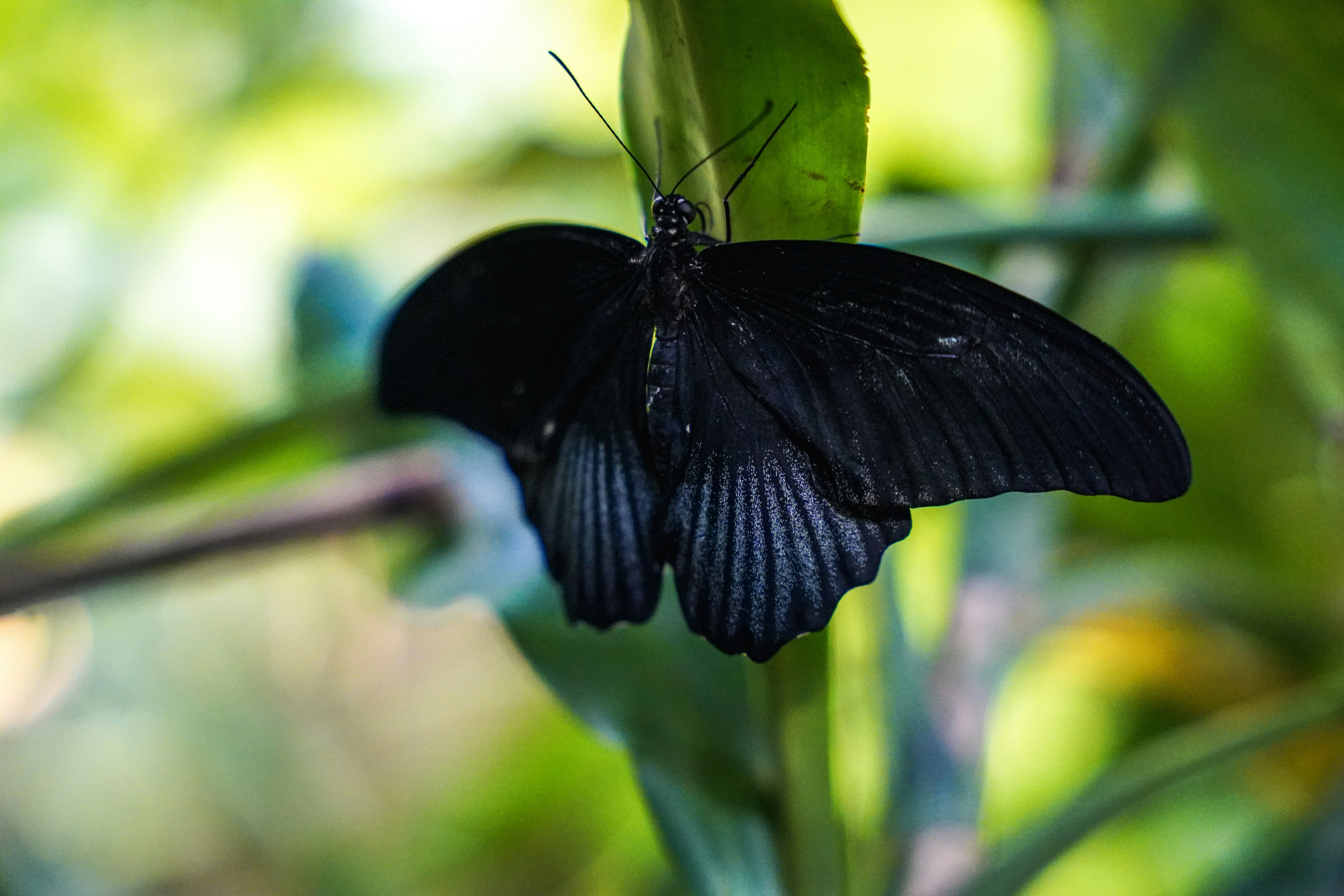 Sugri Butterfly Babushka バブーシュカ black Bugaboo Butterfly + FREE Transport Bag Pushchair/Stroller