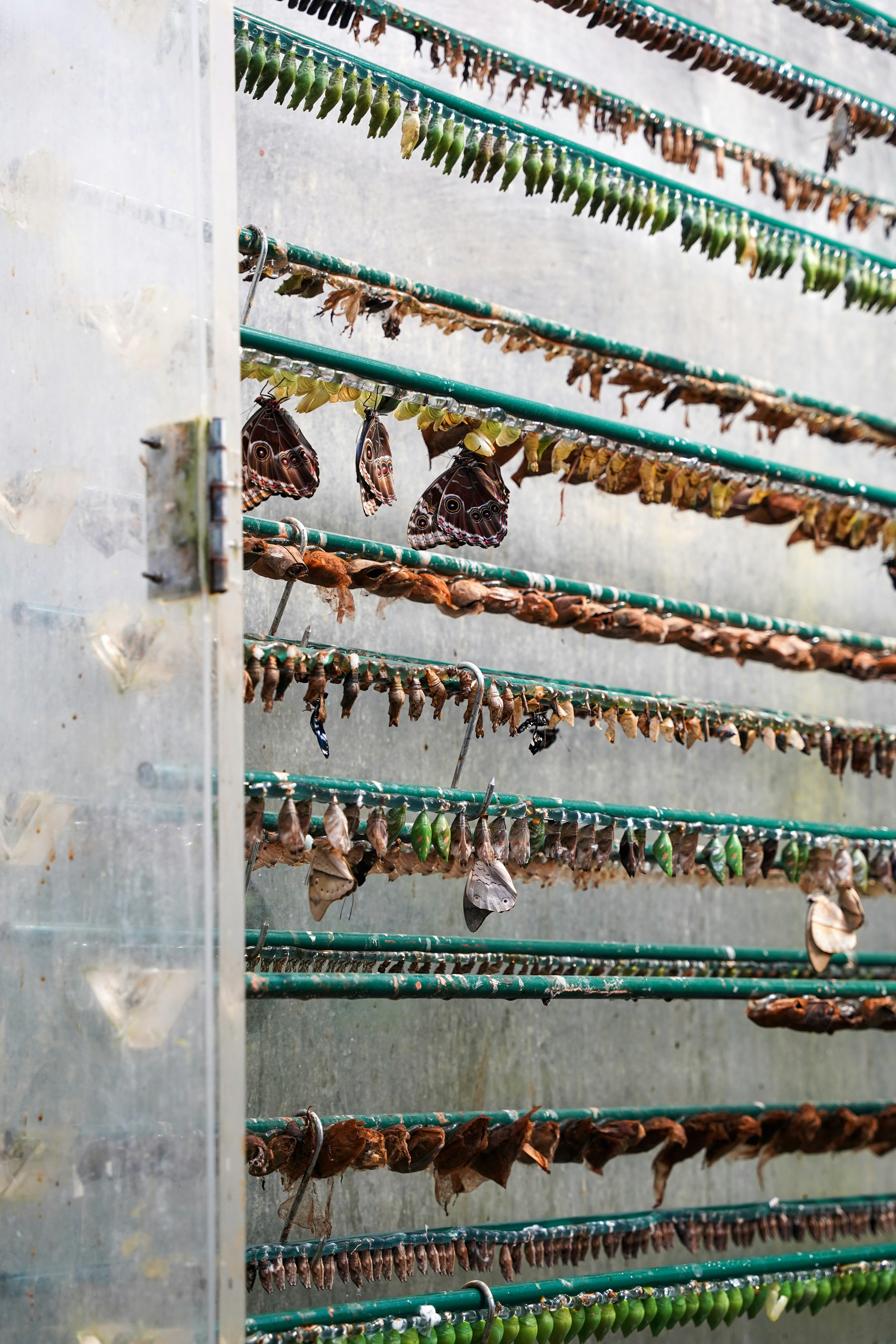 a group of birds on a building