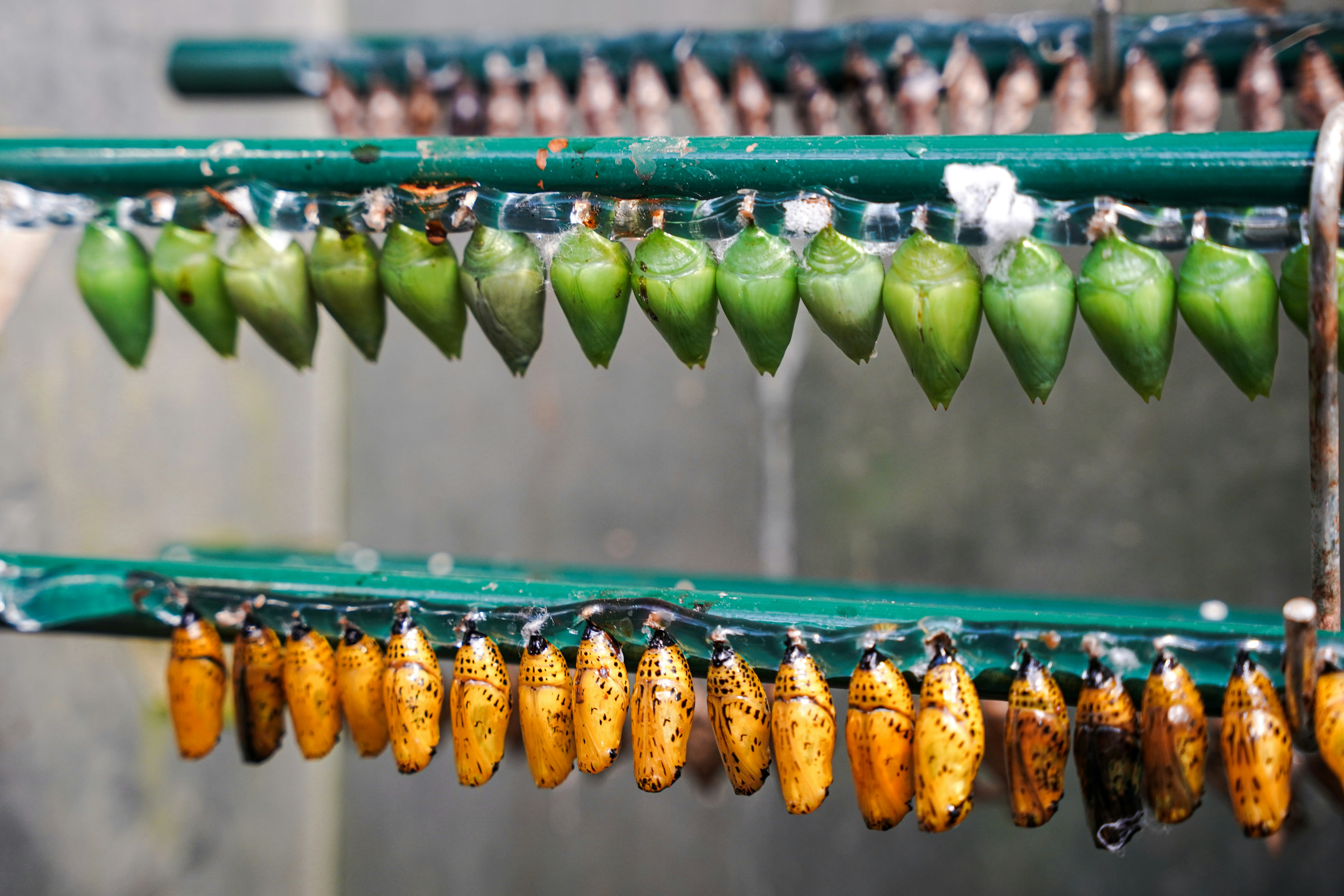 a group of green and yellow peppers