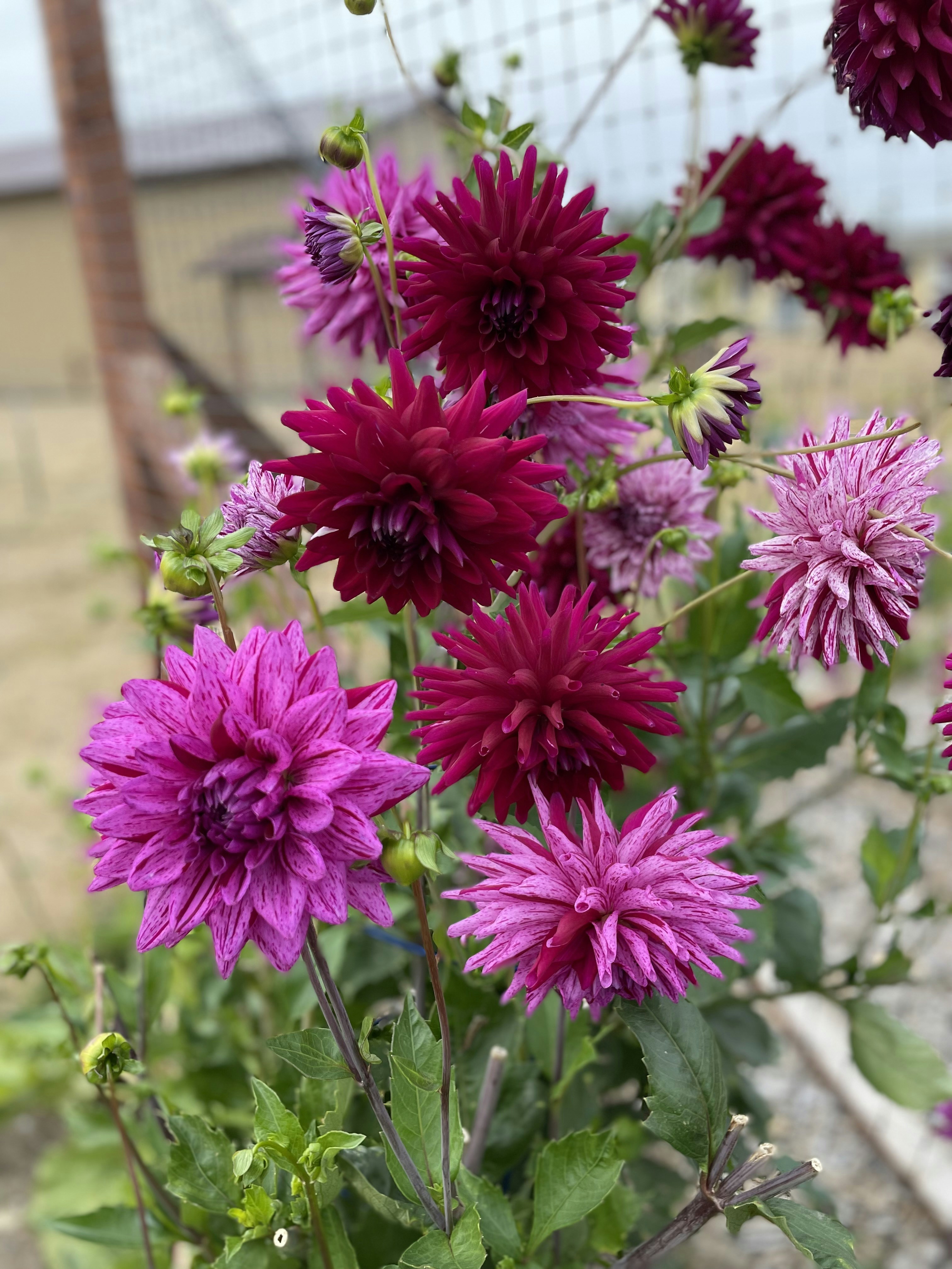 a group of flowers