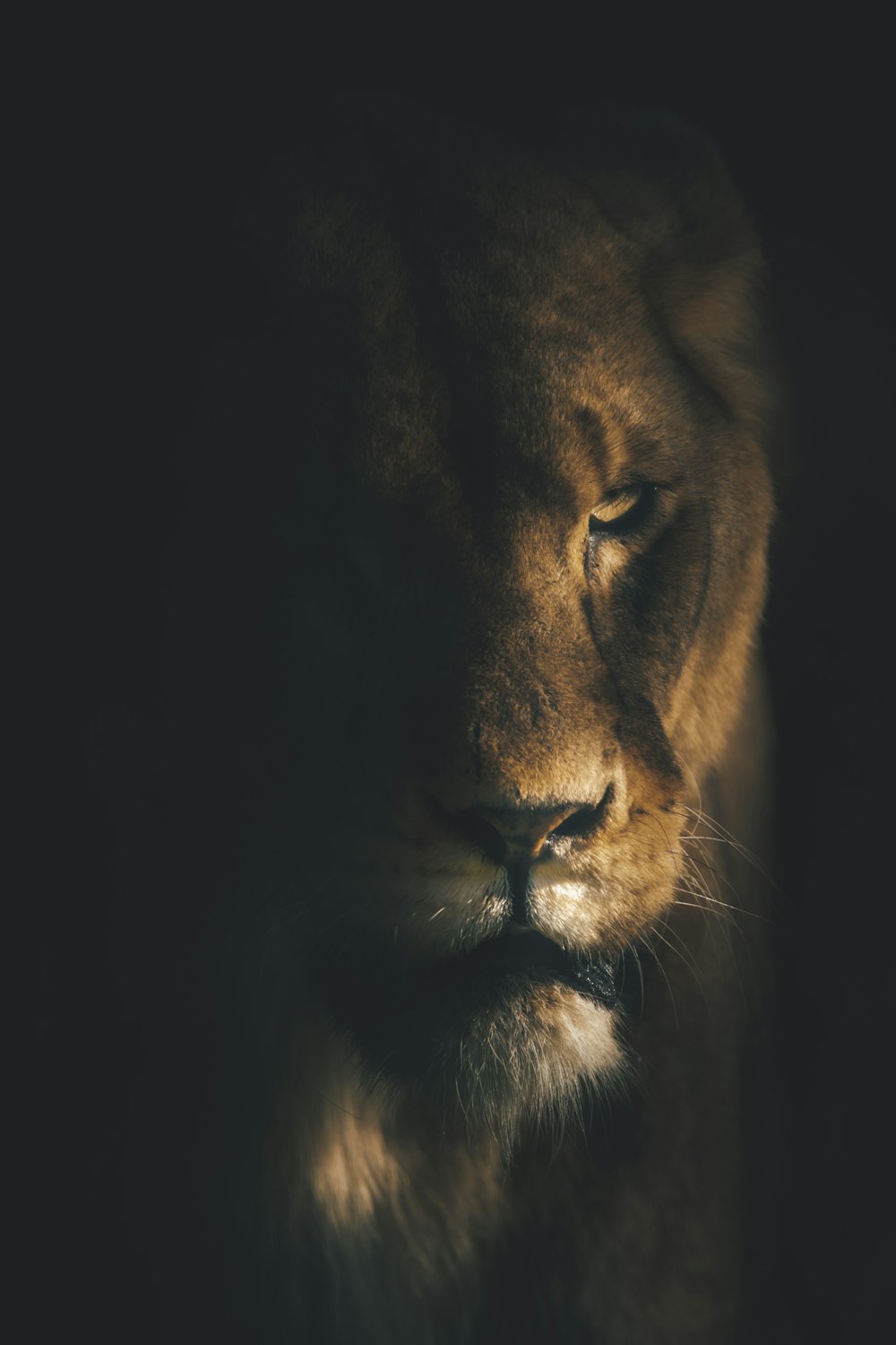 a lion with a black background