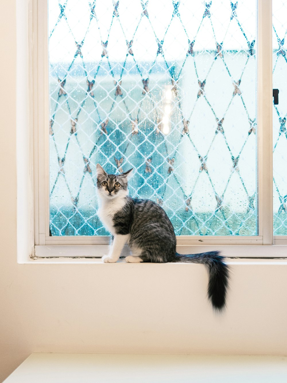 a cat sitting on a window sill