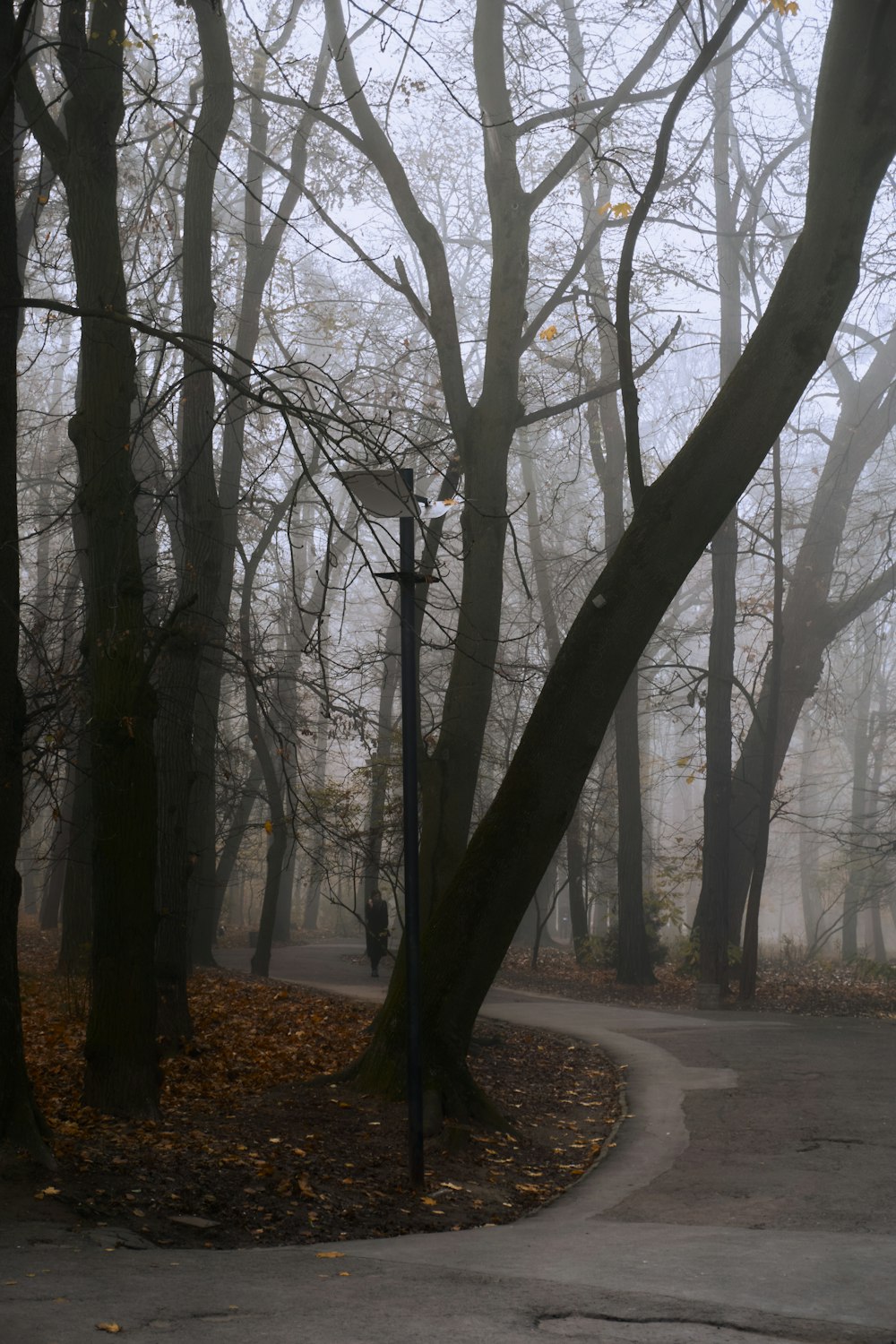 a path with trees on either side