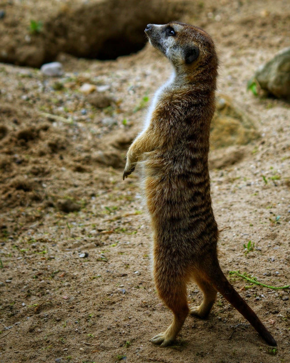 a small animal standing on its hind legs