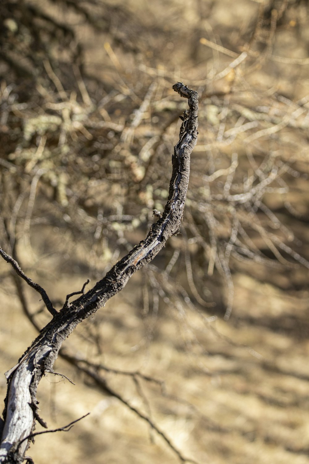 a tree branch with no leaves