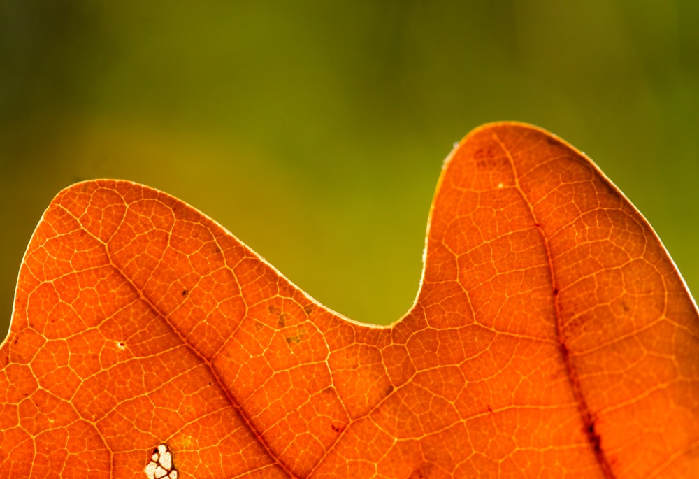 a close-up of a leaf