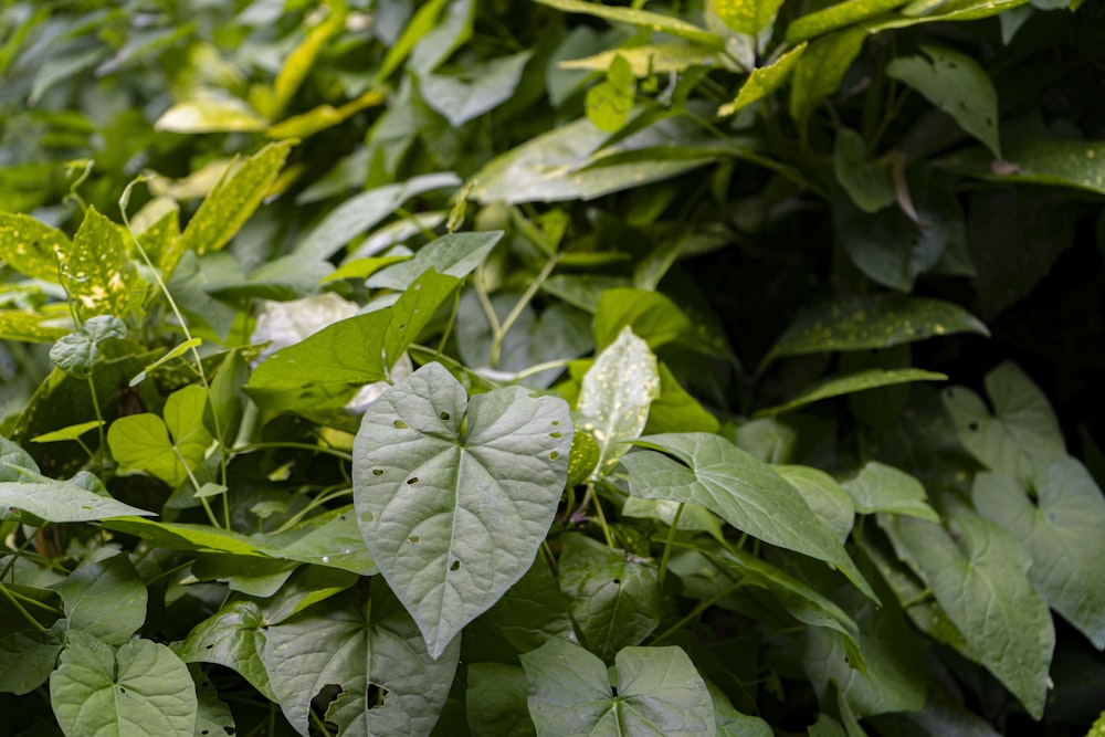 a group of green leaves