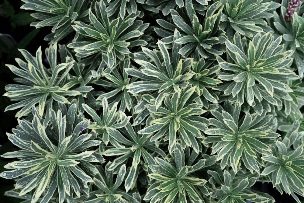 a group of green plants