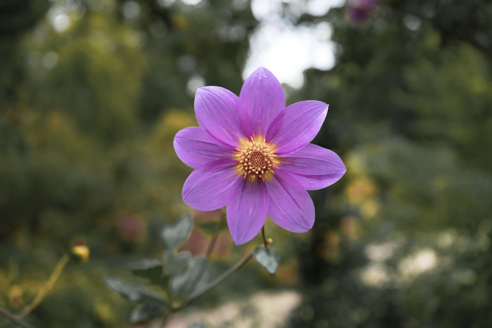 una flor púrpura en una planta