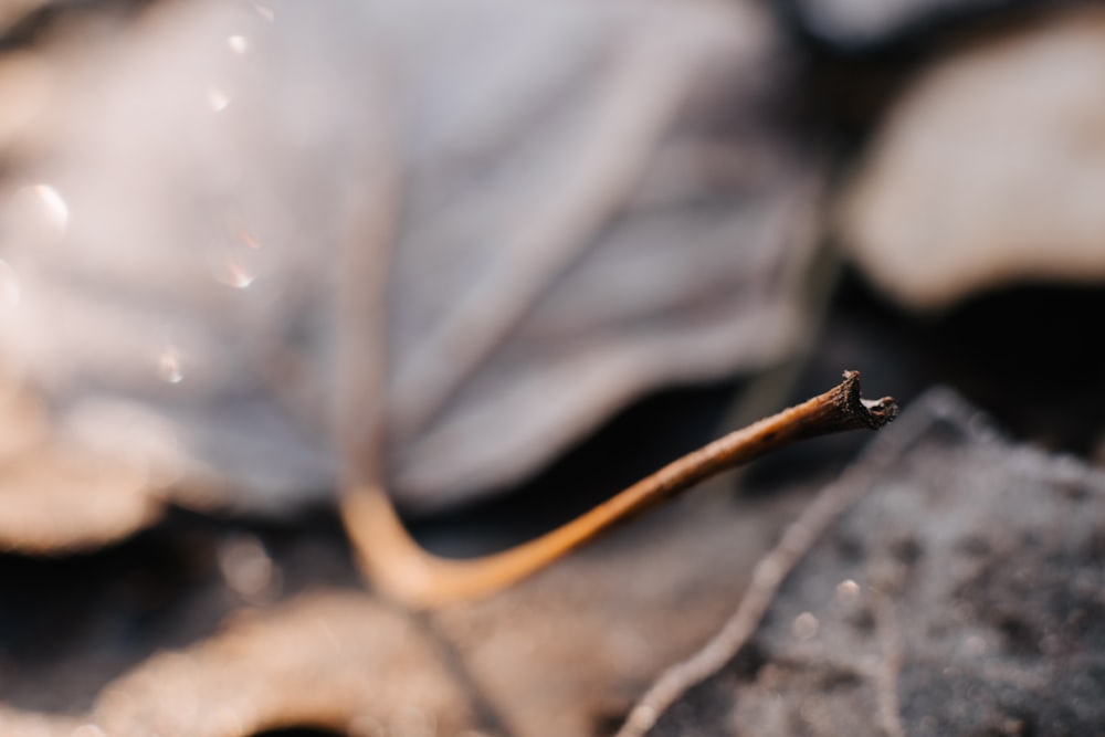 a close up of a leaf