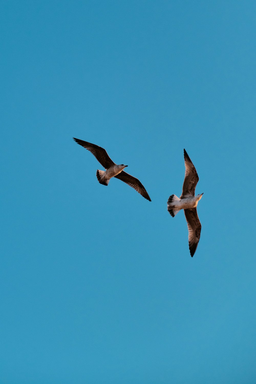 Deux oiseaux volant dans le ciel