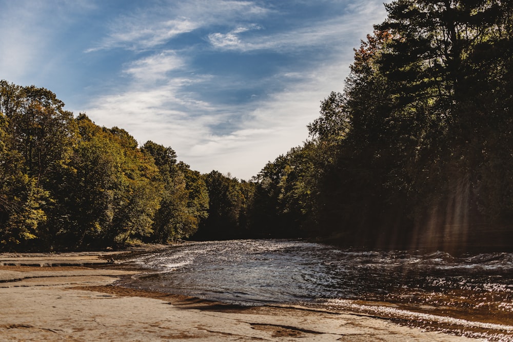 a river with trees on the side