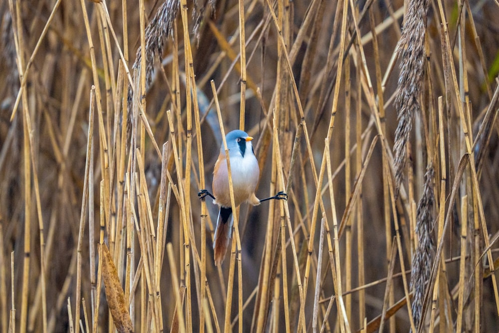 a bird sitting on a branch