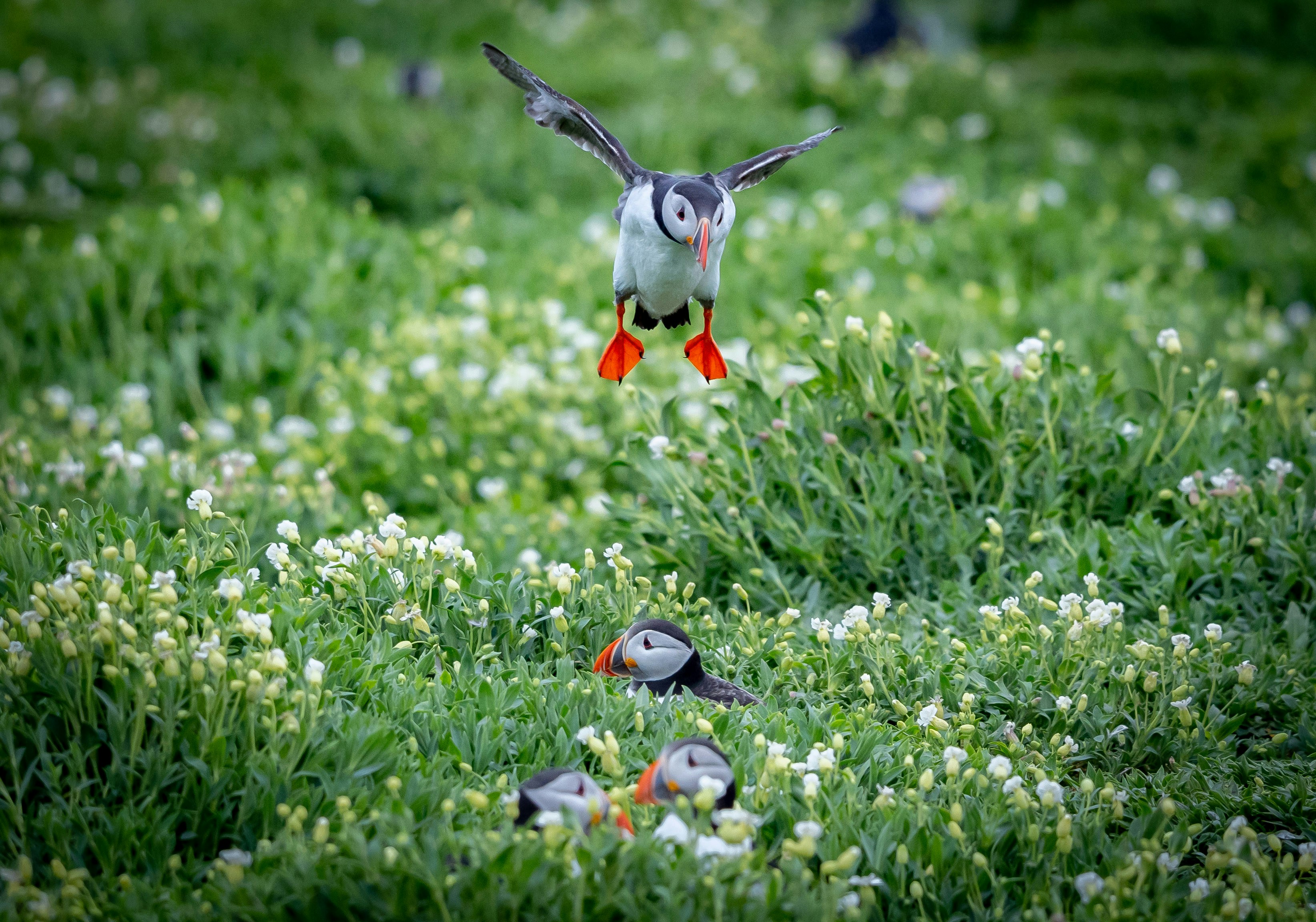 A bird flies over some baby birds photo Free United kingdom Image on