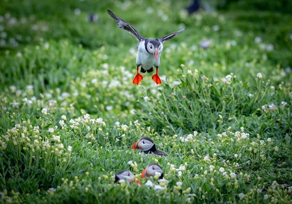 a bird flies over some baby birds