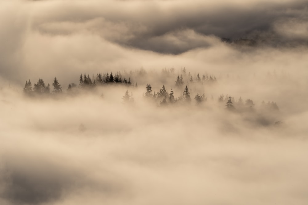 a foggy forest with clouds