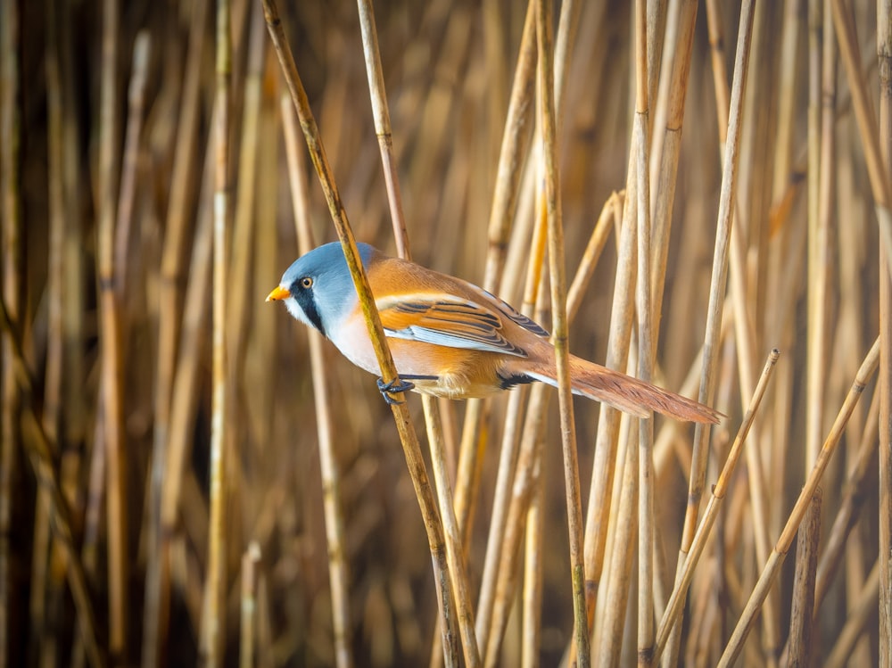 a bird sitting on a branch