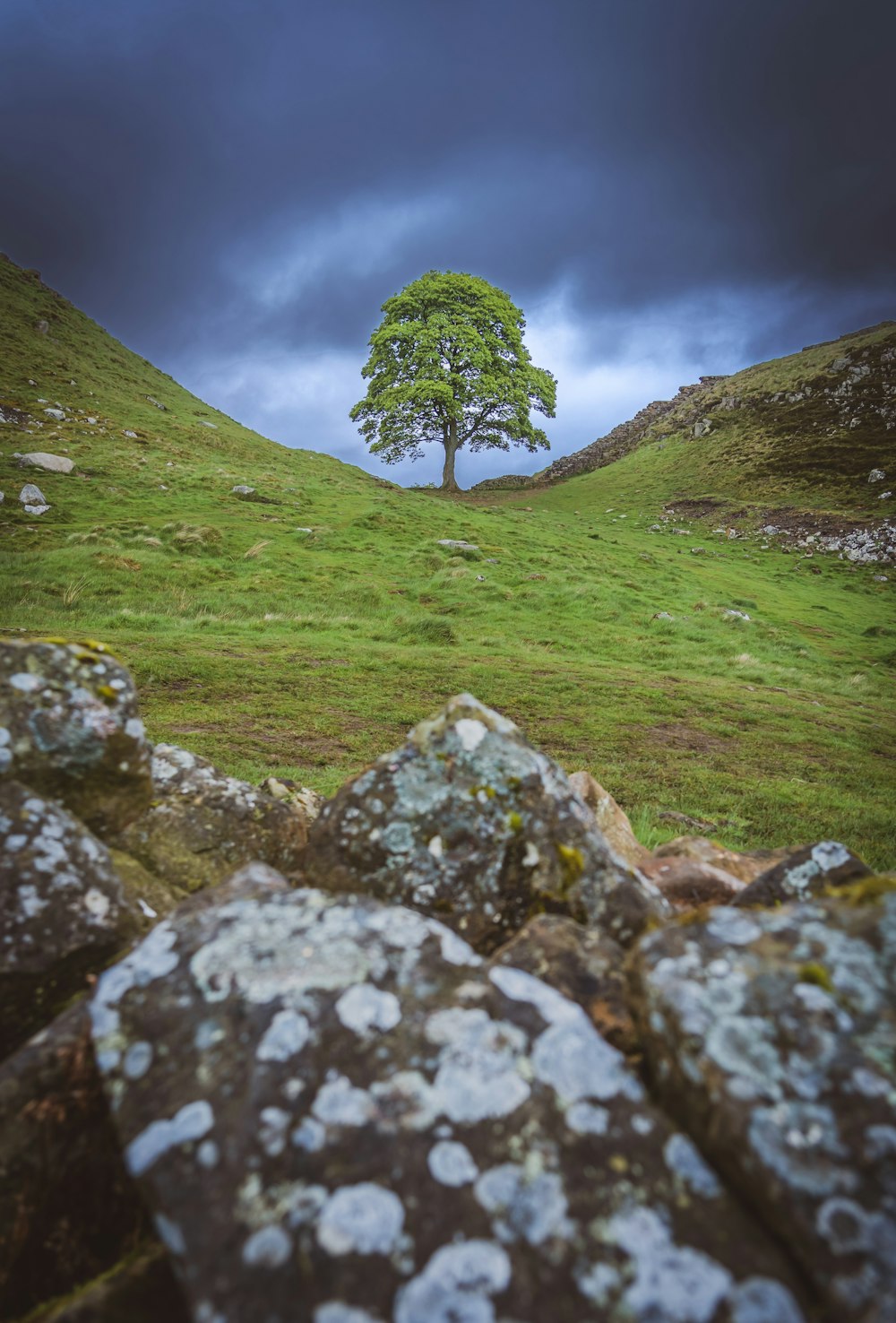 a tree on a hill