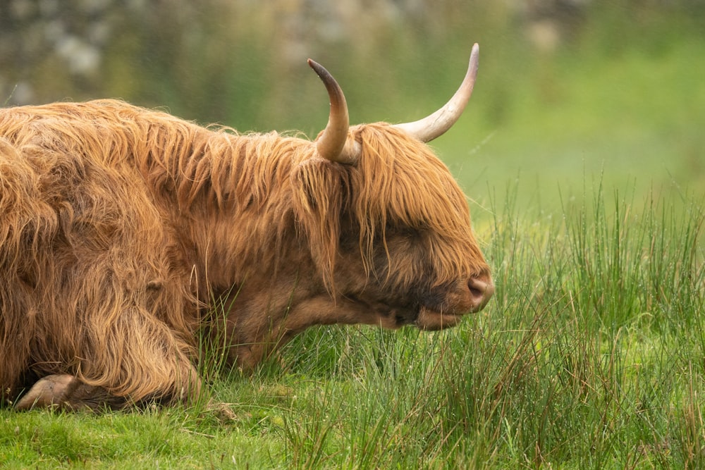 a yak lying in the grass