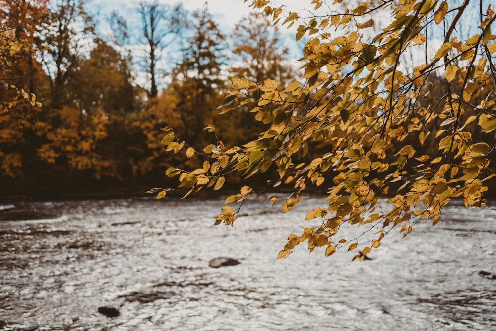 Ein Baum mit gelben Blättern