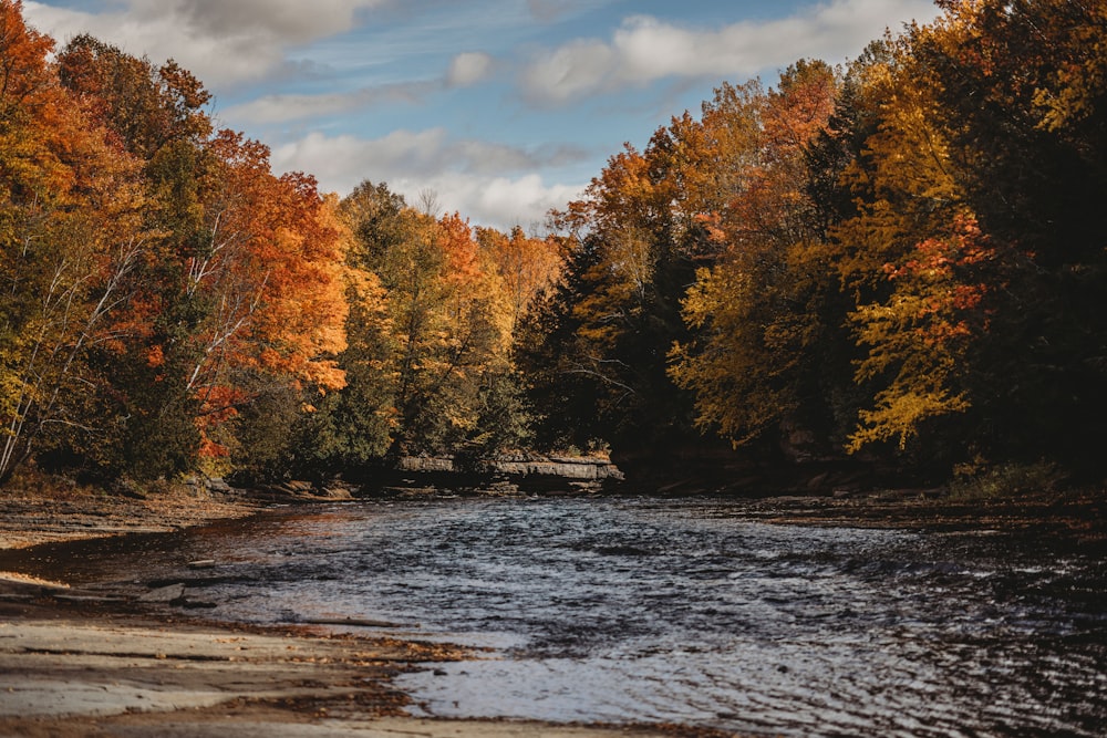 a river with trees around it