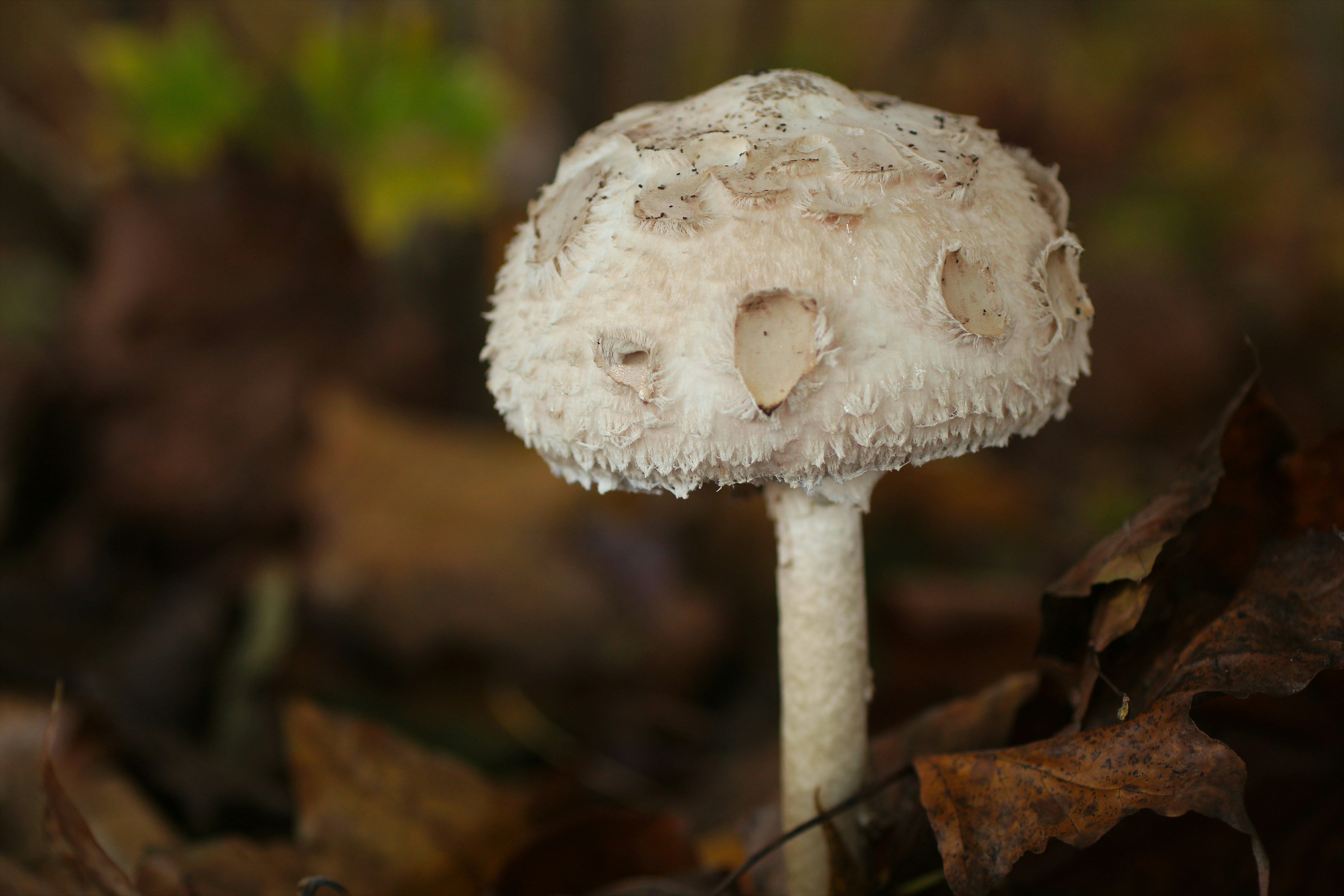 Photo by fidgetingferdie