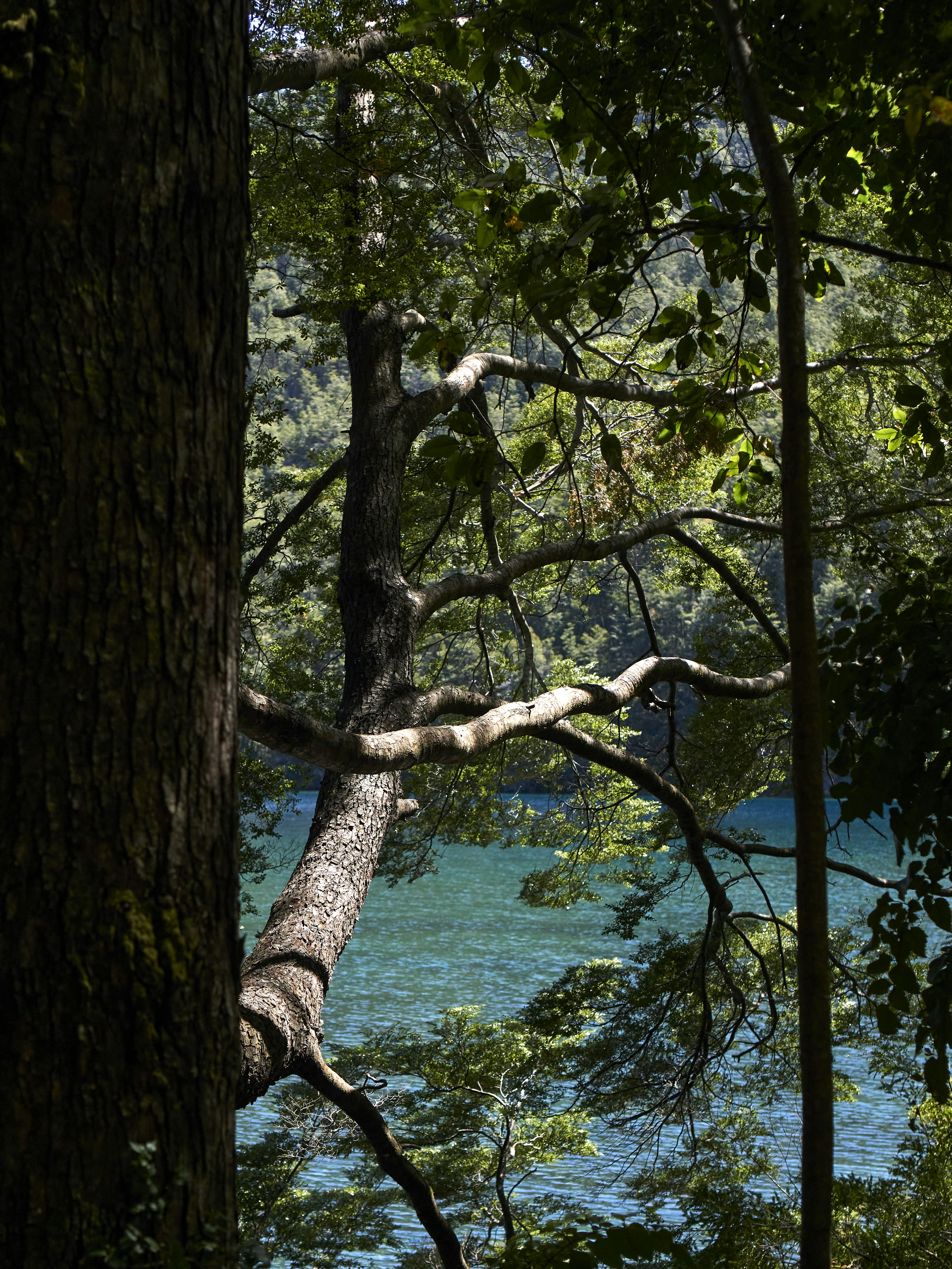 A tree with many branches and leaves photo – Free Blue Image on Unsplash