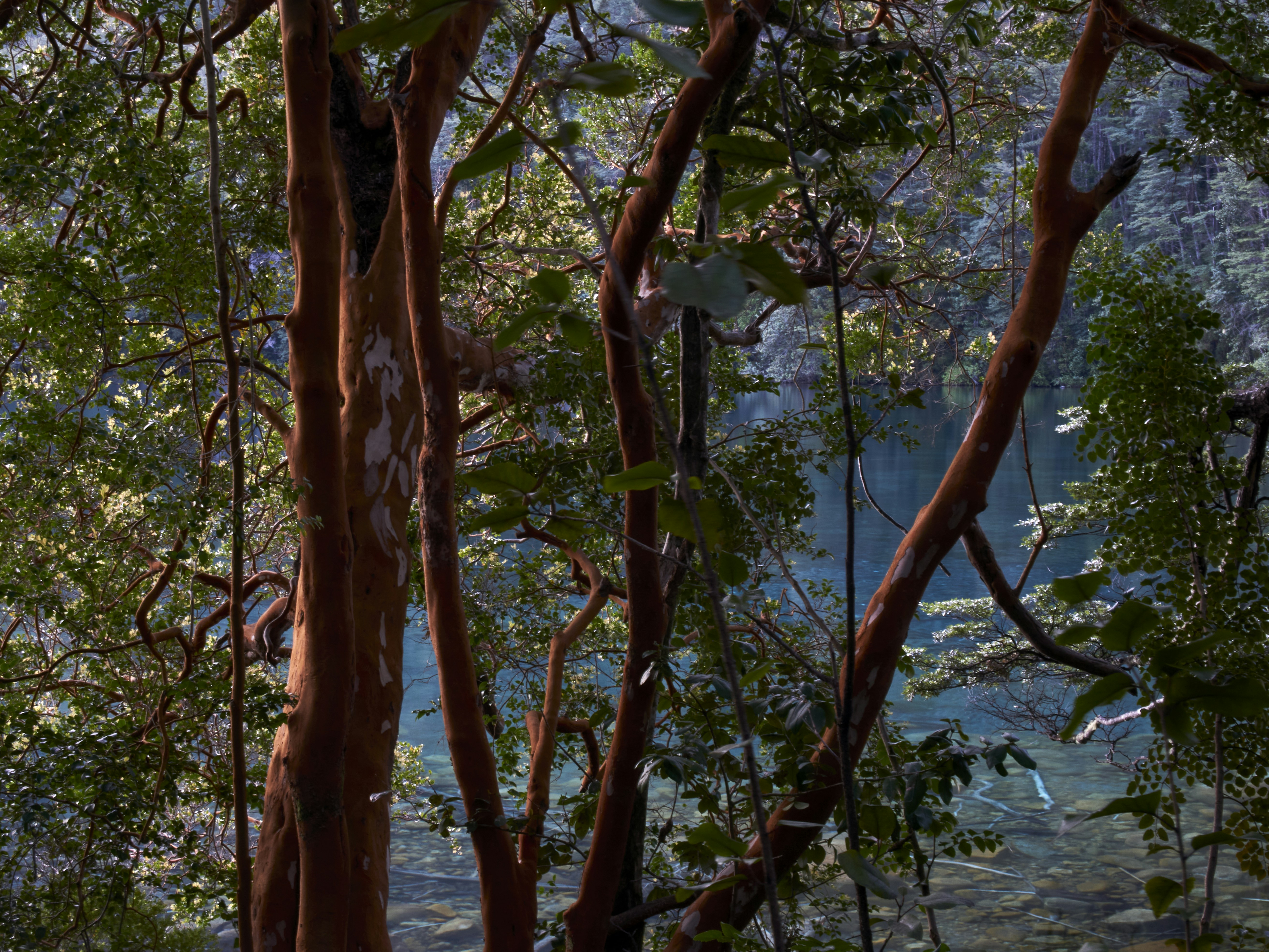 Photo by amenabarladrondeguevara