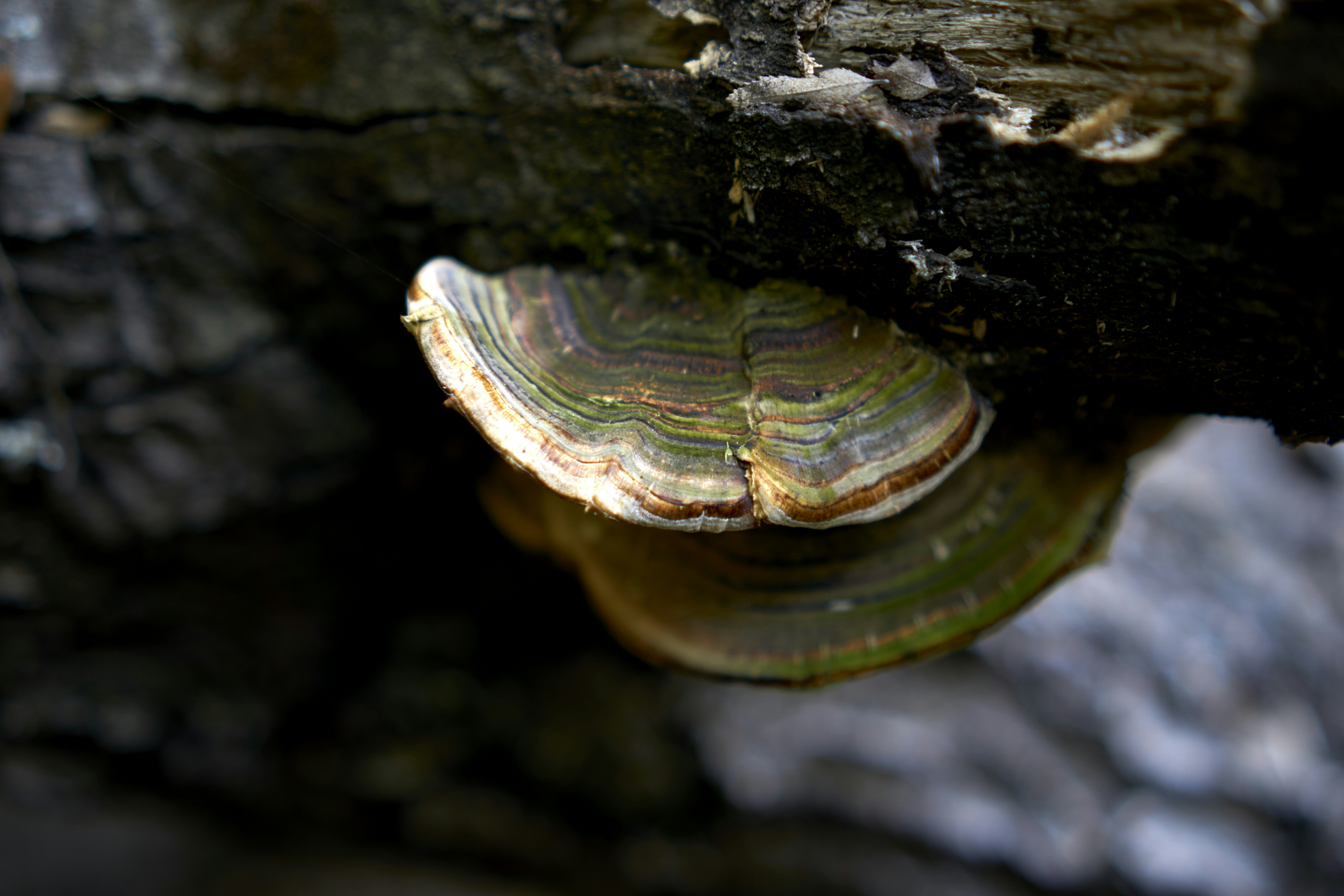 Photo by amenabarladrondeguevara