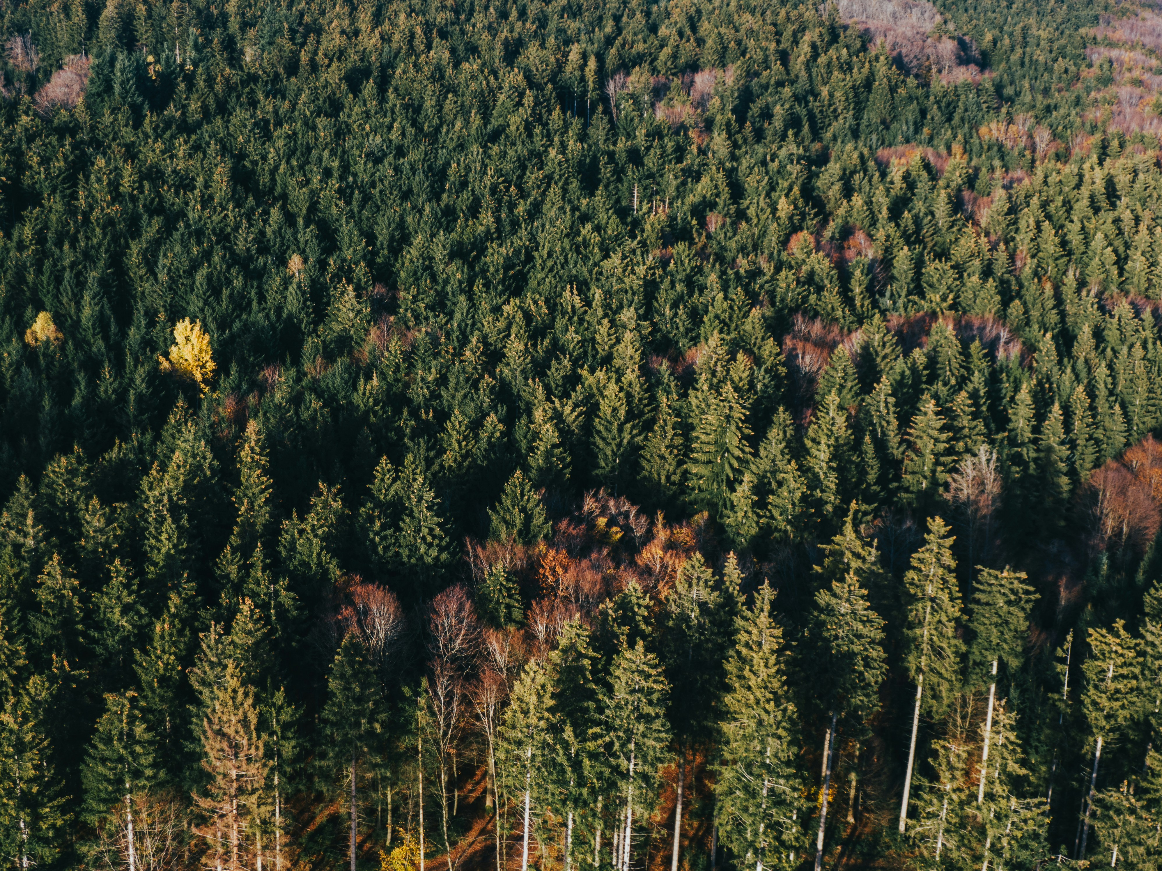 A forest of trees photo – Free Stuttgart Image on Unsplash