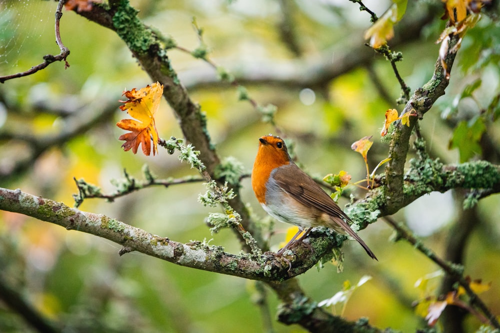 a bird sits on a branch