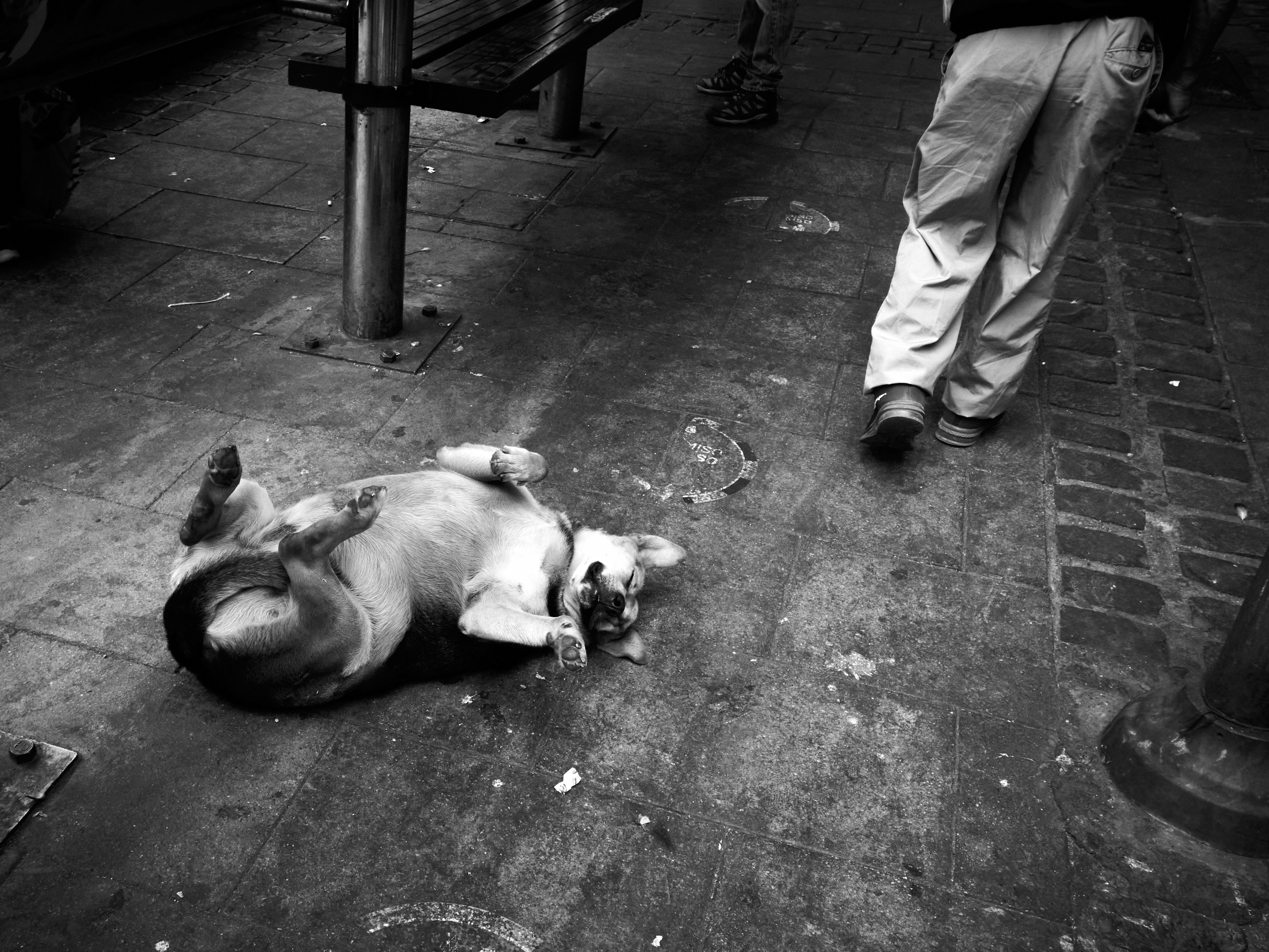 A stray dog resting peacefully on the ground, a scene of local life.