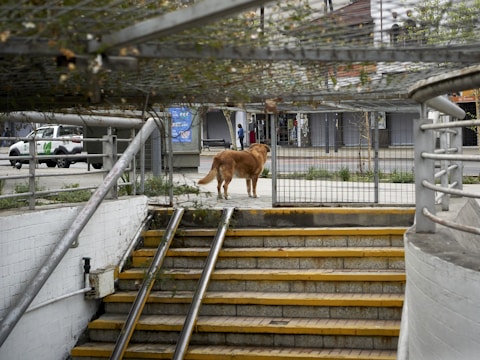 A dog stands at the entrance of a pedestrian underpass, looking towards the street. The surroundings include metal railings and yellow-lined steps leading down. On the street level, a police vehicle is parked nearby, and there are closed shops in the background.
