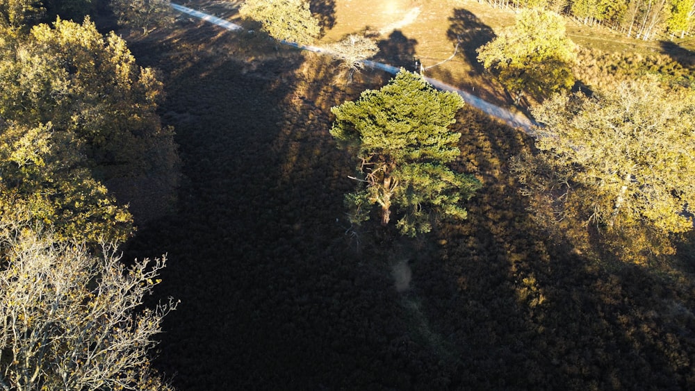 a river with trees and grass