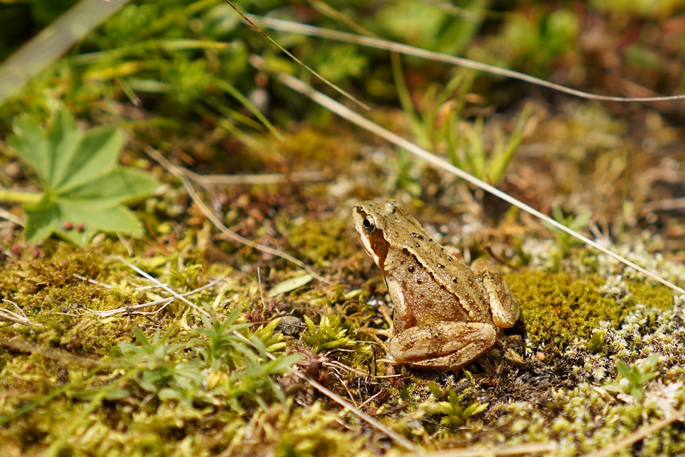 a frog on the ground